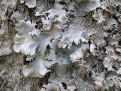 Punctelia appalachensis