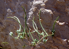 Medicago monantha