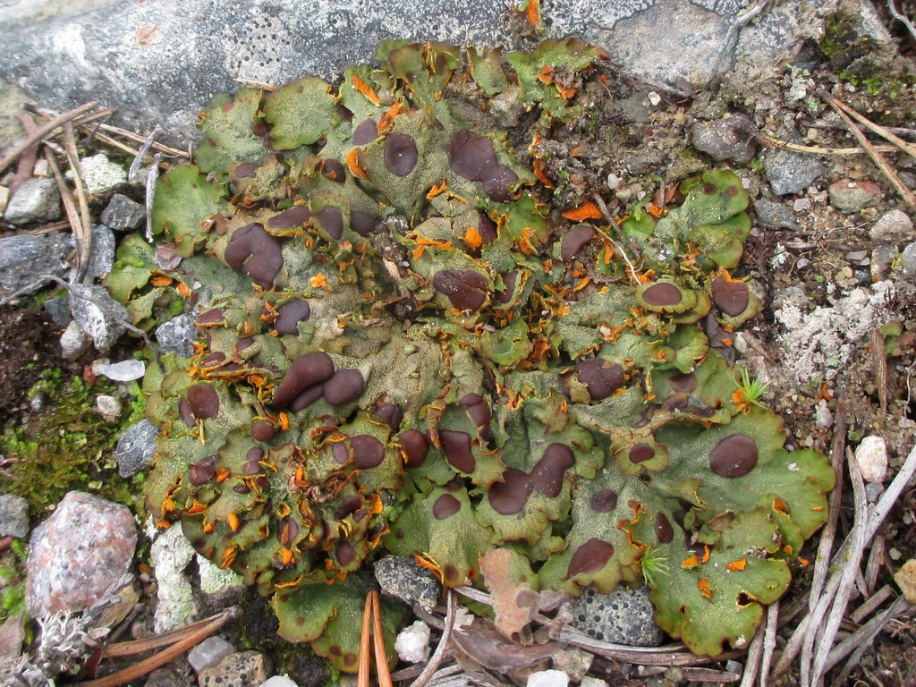 Chocolate Chip Lichen