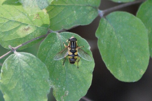 Unknown species found near Johnson County, MO, USA