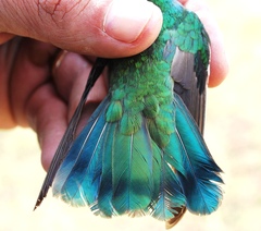 Colibri thalassinus