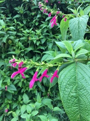 Salvia tortuosa