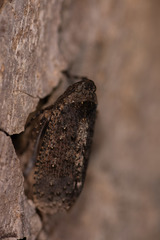 Penthicodes pulchellus