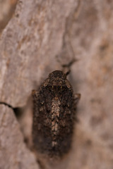 Penthicodes pulchellus