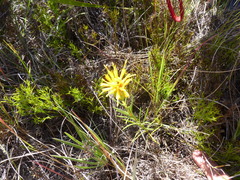 Pteronia tenuifolia
