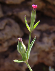 Silene crassipes