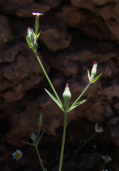 Silene crassipes