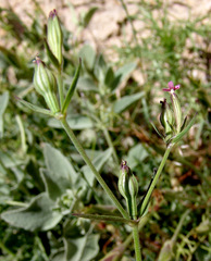 Silene crassipes