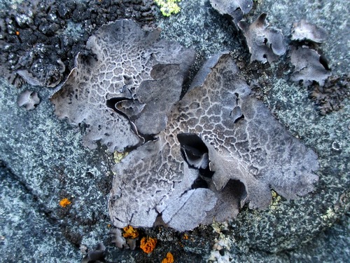 Puckered Rocktripe Lichen