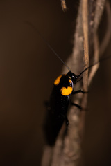 Periplaneta quadrinotata