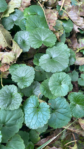 ground-ivy