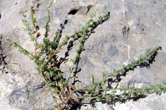 Rochelia disperma