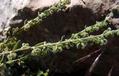 Rochelia disperma