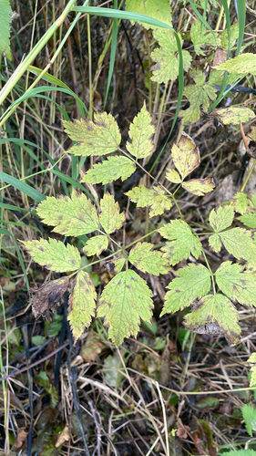 red baneberry