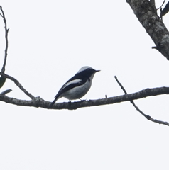 Ficedula westermanni