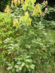 Hydnocarpus ilicifolius