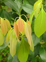 Hydnocarpus ilicifolius