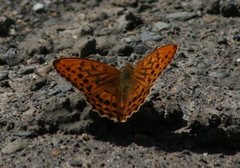 Argynnis sagana