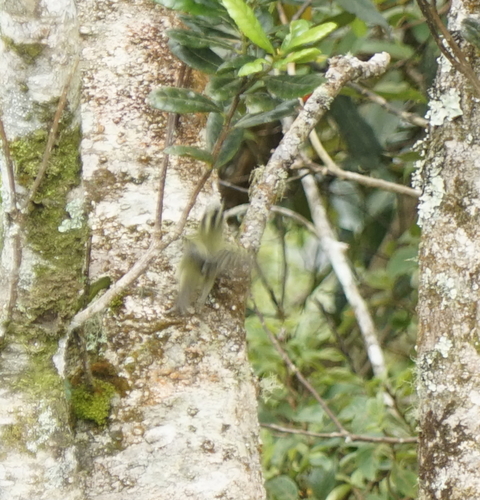 Mountain Leaf Warbler (Phylloscopus trivirgatus), photo 4