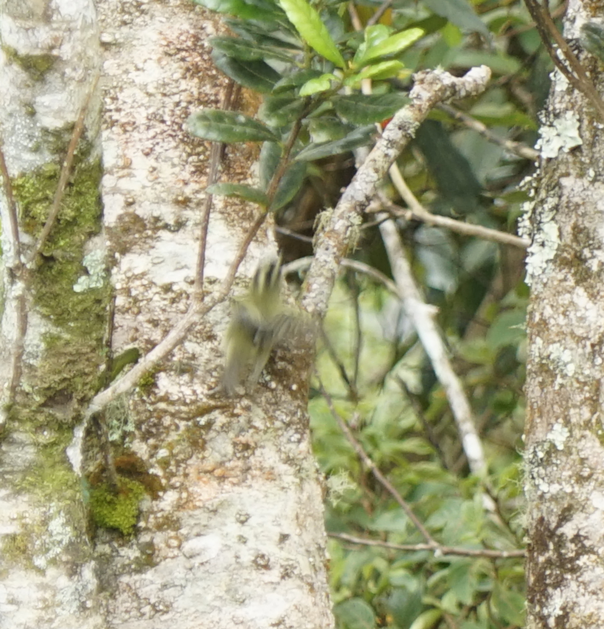 Mountain Leaf Warbler
