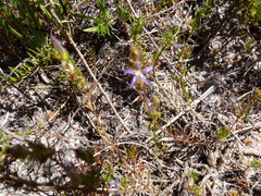 Wahlenbergia subulata