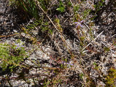 Wahlenbergia subulata
