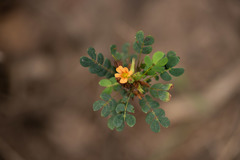 Biophytum umbraculum