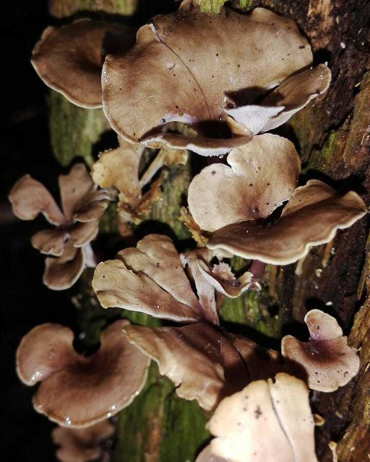 Trogia cantharelloides · November 2019 · photo: © yorleneosirisoserrano (iNaturalist, CC)