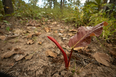 Dipterocarpus