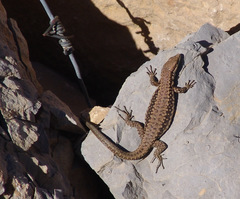 Phoenicolacerta kulzeri