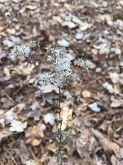 Eupatorium perfoliatum