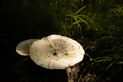 Trametes flavida