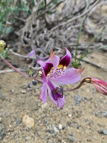 Alstroemeria werdermannii (Alstroemeria werdermannii)