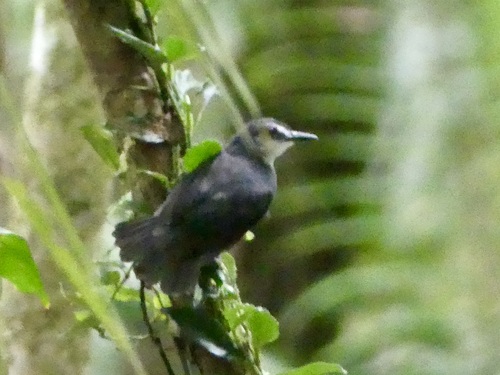 Lunulated Antbird (Oneillornis lunulatus), photo 5