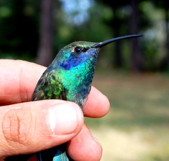 Colibri thalassinus