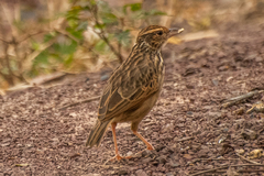 Mirafra erythrocephala