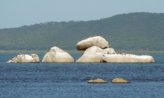 Phalacrocorax carbo lucidus