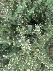 Asparagus suaveolens