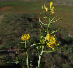 Barbarea vulgaris brachycarpa
