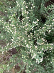 Asparagus suaveolens