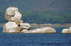 Phalacrocorax carbo lucidus