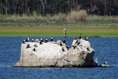 Phalacrocorax carbo lucidus