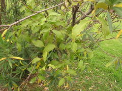 Dendrophthoe pentandra