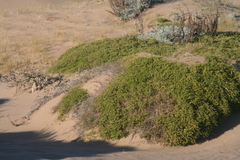 Baccharis pilularis pilularis