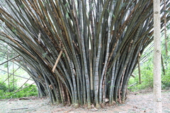 Dendrocalamus giganteus