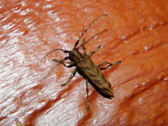 Saperda obliqua