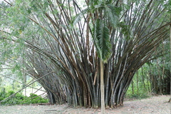 Dendrocalamus giganteus