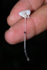 Mycena guzmanii