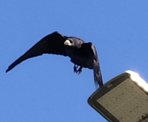Rook