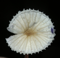 Mycena guzmanii